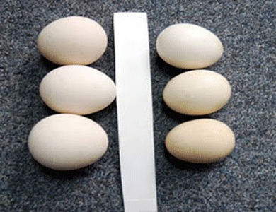 Cách phân biệt trứng gà ta với trừng gà công nghiệp tẩy trắng cực dễ